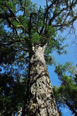 Things to do in the Garden Route