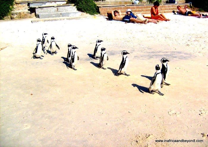 30 Photos of South Africa that will fuel your wanderlust 10 Top 10 things to do in Cape Town