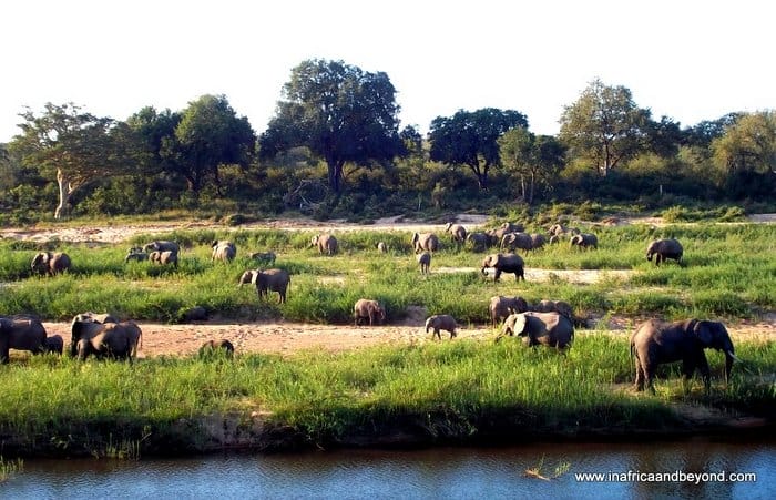 14 Best Things To Do in Mpumalanga 18 Elephants In Kruger National Park