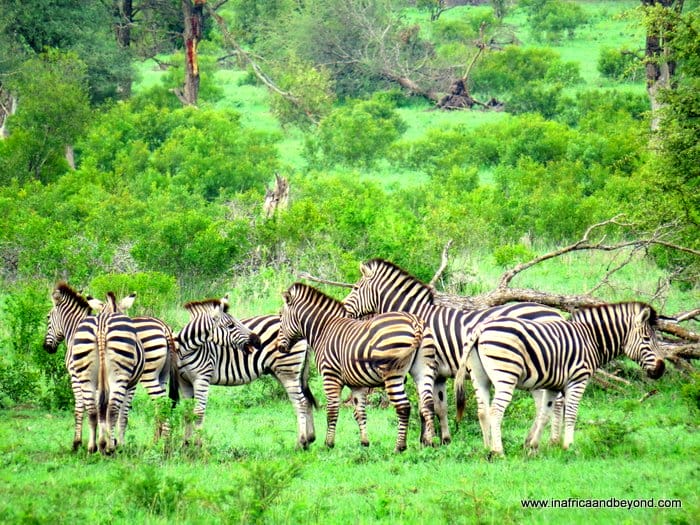 14 Best Things To Do in Mpumalanga 17 Mpumalanga