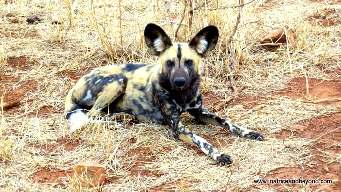 The Magnificent Seven - Wild Dog