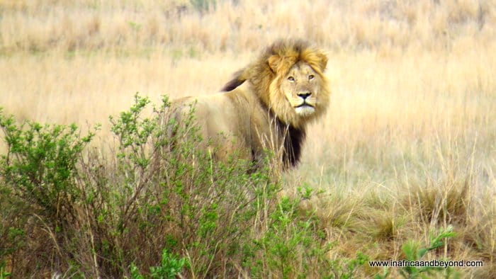 The Big 5 Of Africa : Bush Basics - 17 Questions Answered 1 pictures of the big 5 animals Lion