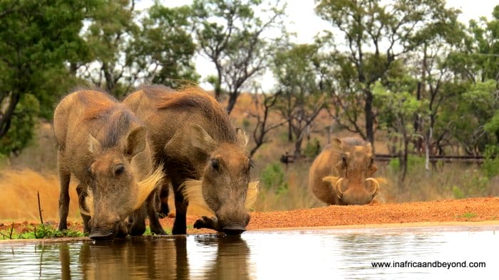 Mhondoro Warthogs