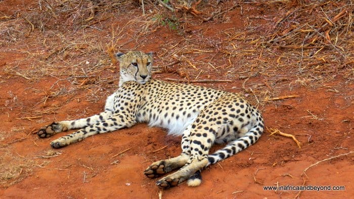 Madikwe