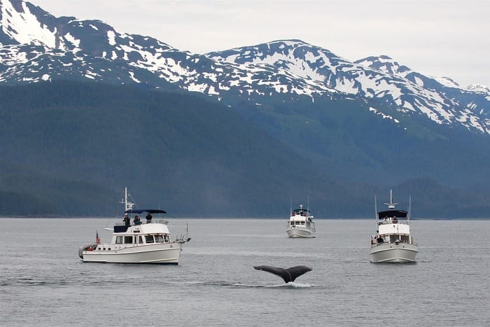 Whale Watching in Greenland