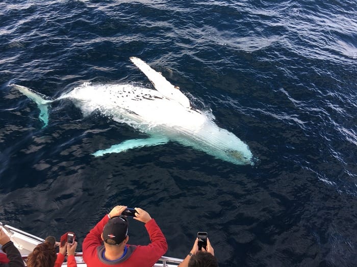 Whale Watching in Greenland