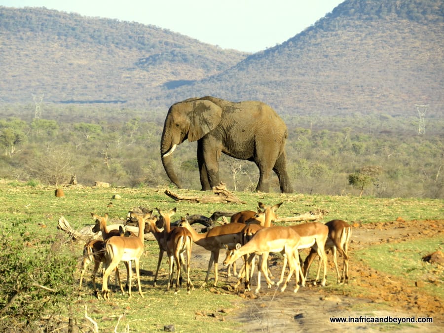 Madikwe Game Reserve