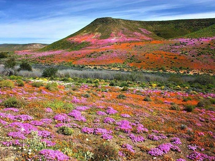 road trip bucket list - Namaqualand 
