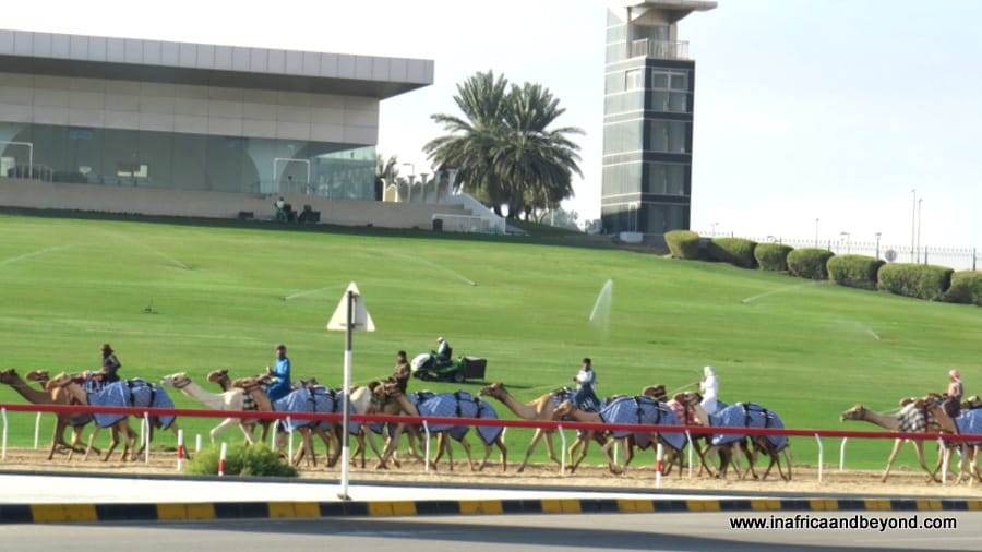 Camels practicing for a race in Al Ain