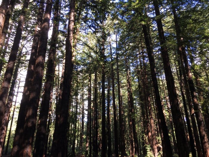 Glorious Sunrise Sara Essop