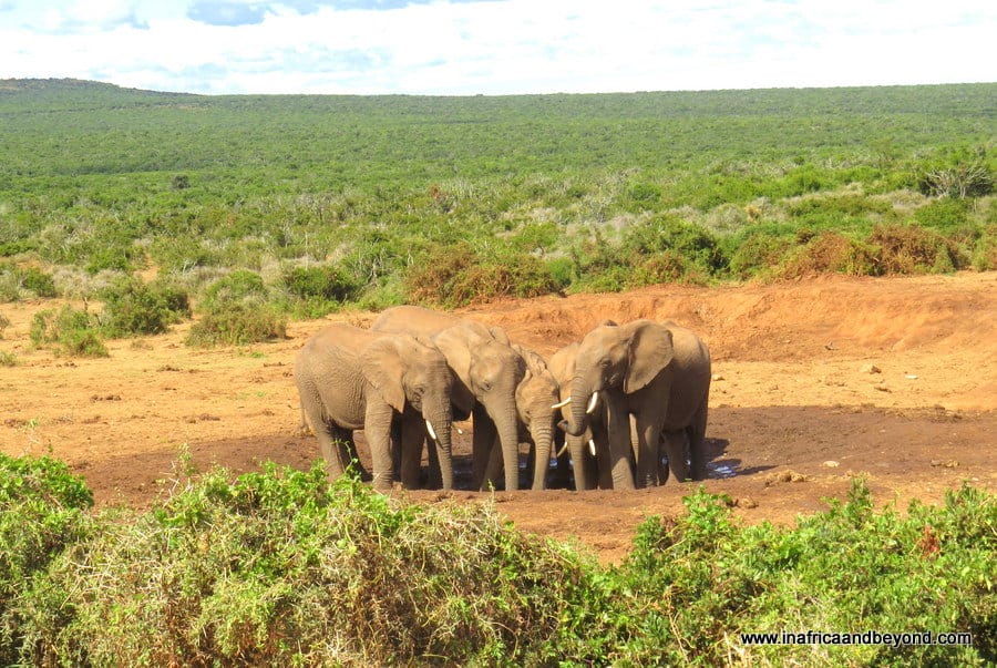 Elephants in Addo Elephant National Park