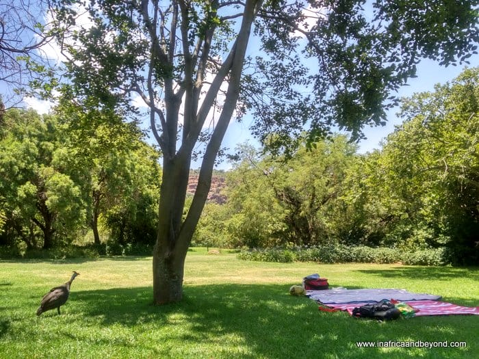 picnic at Walter Sisulu Botanical Garden