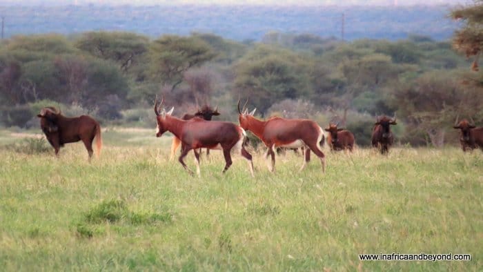 Onduruquea Game Lodge