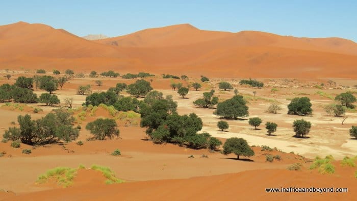 sand dunes in Namibia with small trees