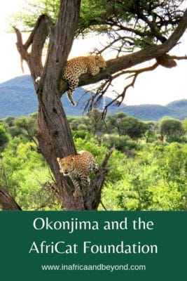 Okonjima and the AfriCat Foundation