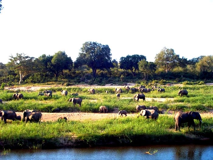 Best safari destinations in Africa