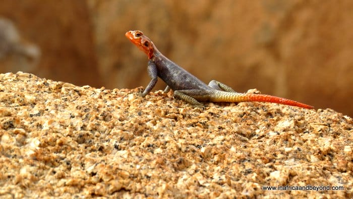 The fascinating Spitzkoppe Mountains of Namibia 8 Chameleon