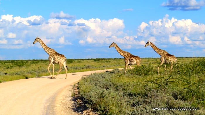 12 Tips for Travelling to Namibia 1 best safari destinations in Africa