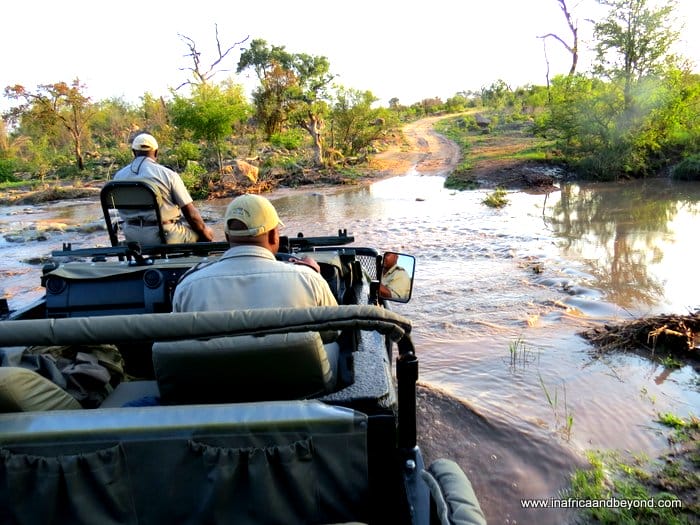 Safari in Sabi Sands
