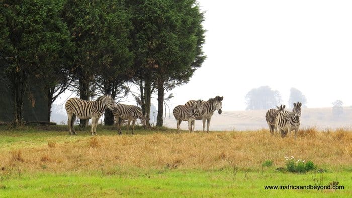Brahman Hills – Escape to the countryside 14 Brahman Hills