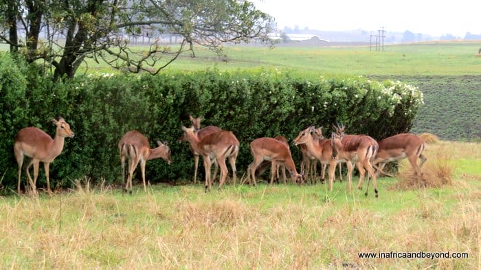 Brahman Hills – Escape to the countryside 6 Brahman Hills