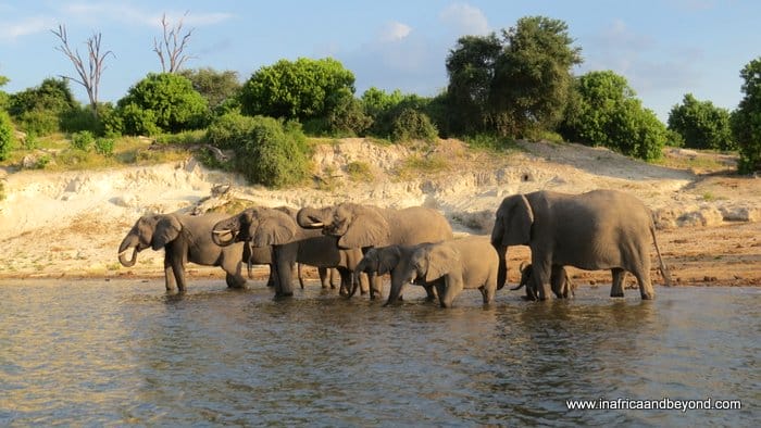 5 of the best safari destinations in Africa 1 African gap year