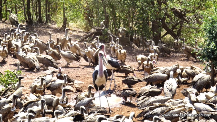 Wildlife & waterfalls at the Victoria Falls Safari Lodge 8 Vulture Experience
