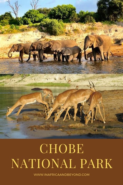 Chobe National Park & the African Quadripoint 7 CHOBE NATIONAL PARK