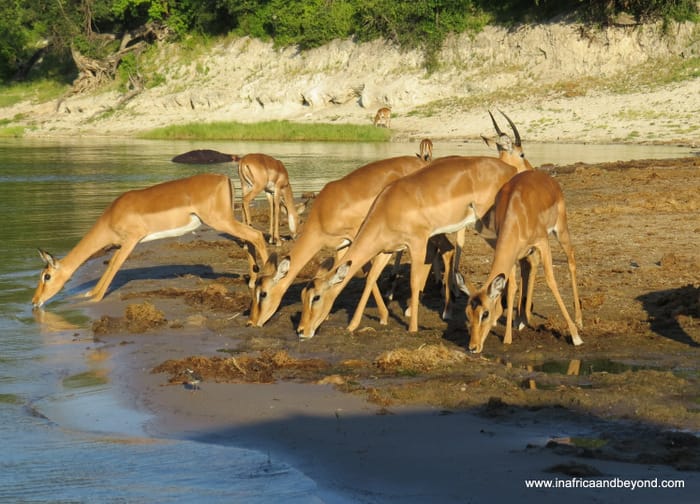 Chobe National Park & the African Quadripoint 1 Chobe National Park