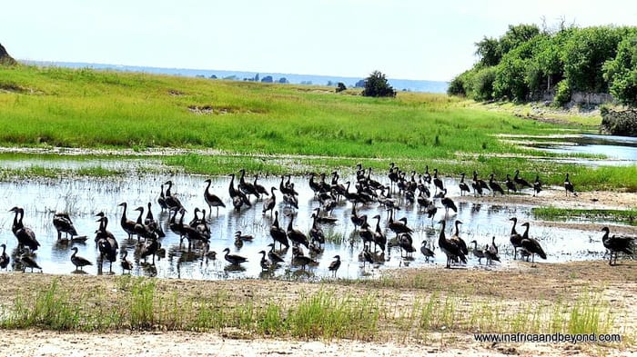 Chobe National Park & the African Quadripoint 9 Chobe National Park