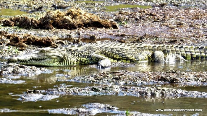 Chobe National Park & the African Quadripoint 3 Chobe National Park