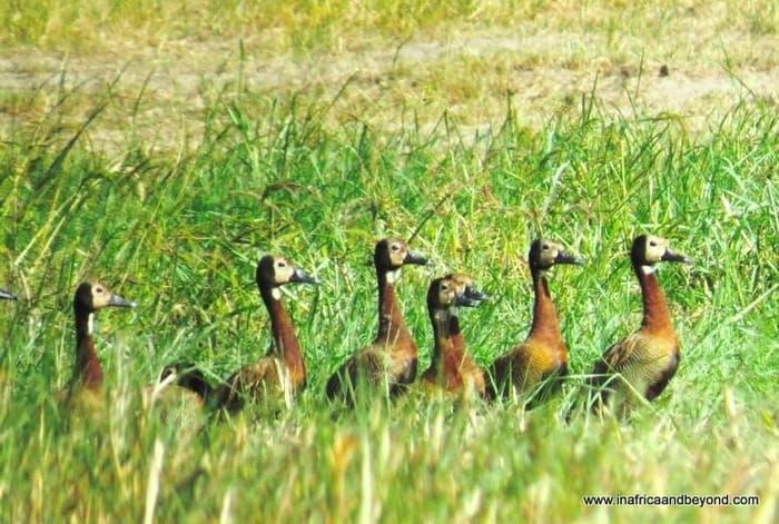 Chobe National Park & the African Quadripoint 8 Chobe National Park
