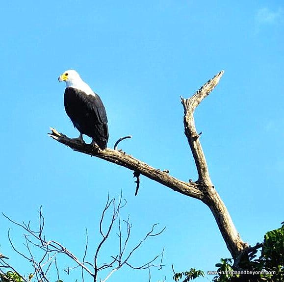 Chobe National Park & the African Quadripoint 11 Chobe National Park