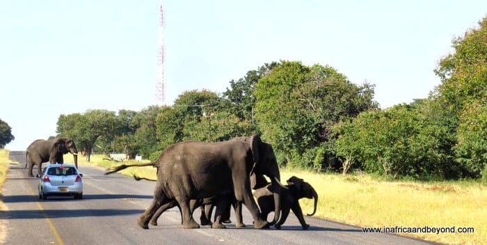 Chobe National Park & the African Quadripoint 2 Chobe National Park