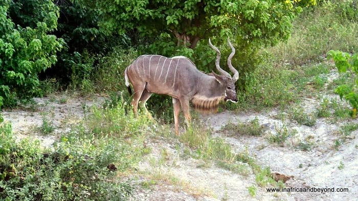 Chobe National Park & the African Quadripoint 4 Chobe National Park