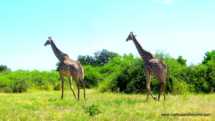 Chobe National Park & the African Quadripoint 10 Chobe National Park