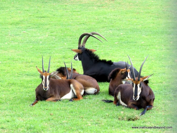 Antelopes at Johannesburg Zoo