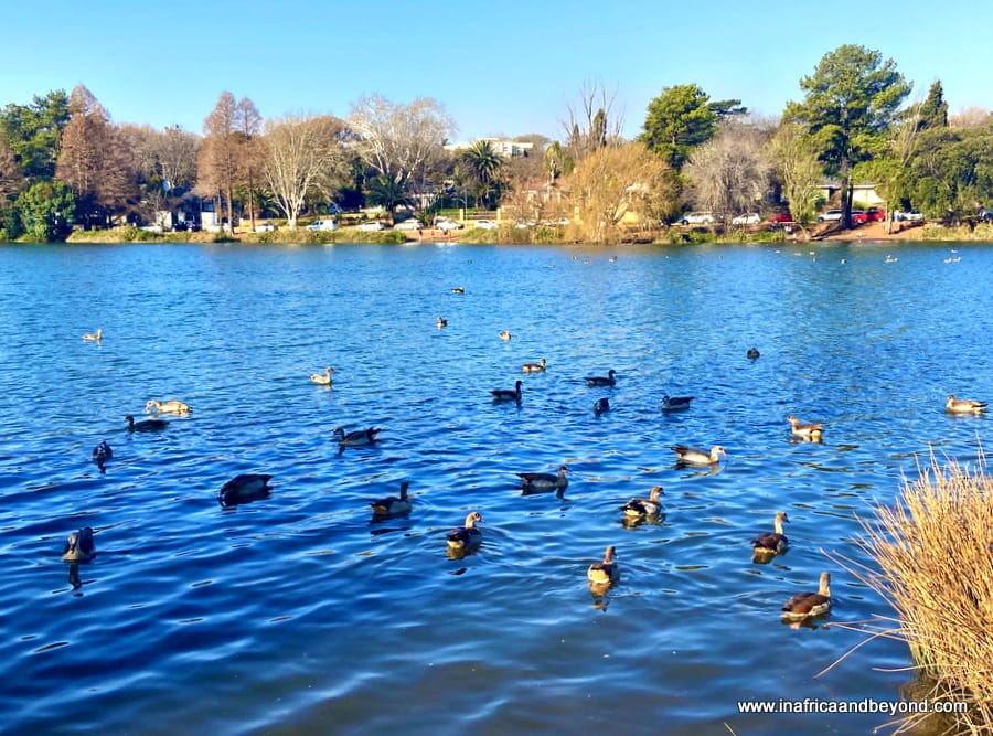 Ducks swimming in Emmarentia Dam
