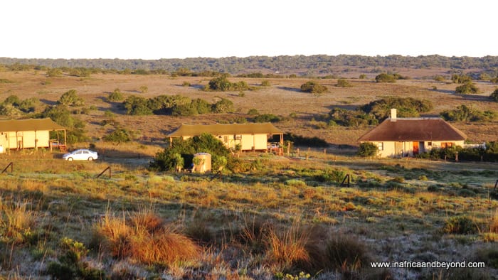 Hlosi Game Lodge - where the lions roar 1