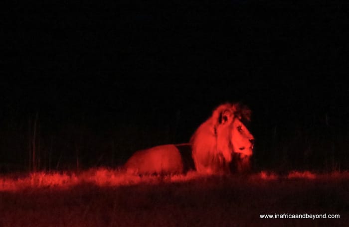 Lion at night