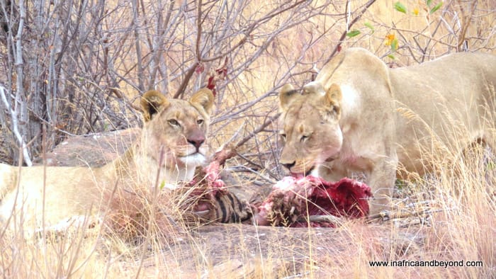 Tintswalo at Lapalala