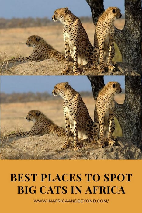 3 Best places to spot big cats in Africa 4 best places to spot big cats in africa