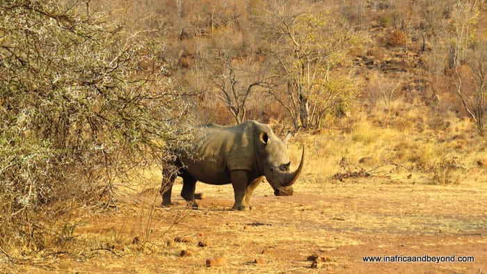 Tintswalo at Lapalala