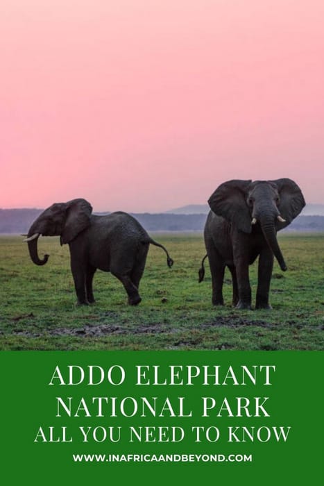 Addo Elephant National Park