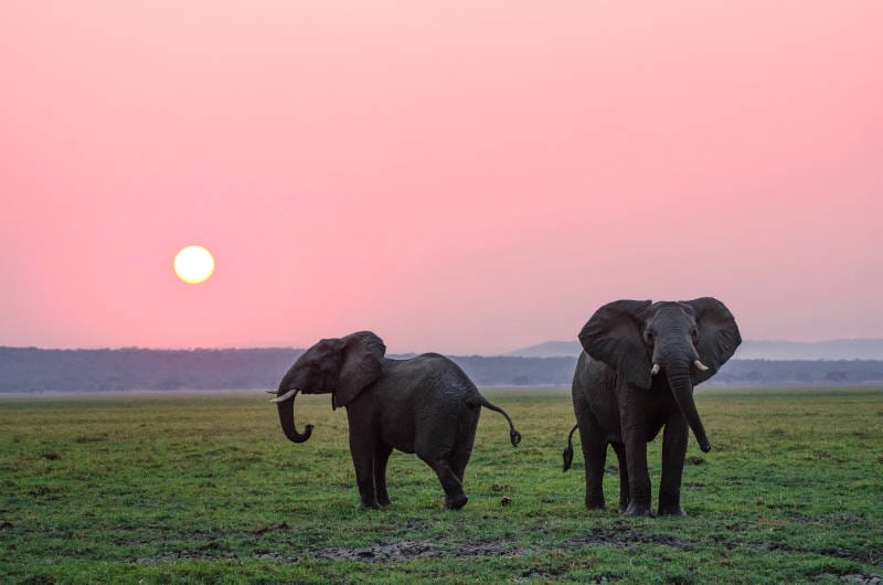 Addo Elephant National Park
