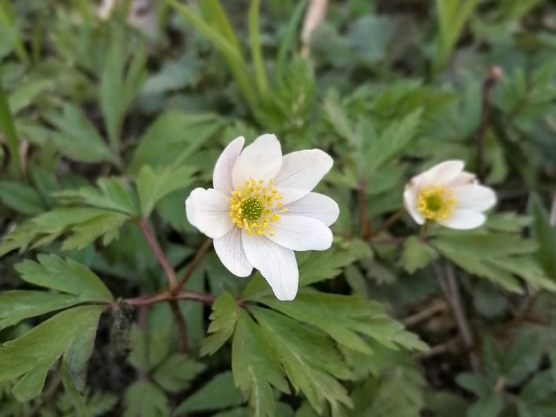 Lockdown around the world