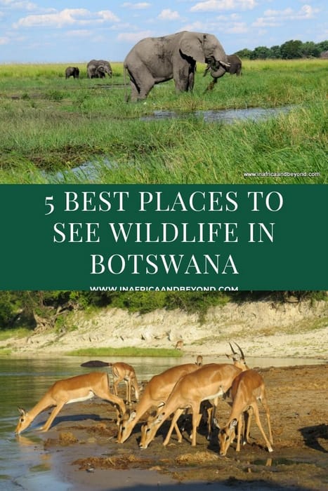 Wildlife in Botswana