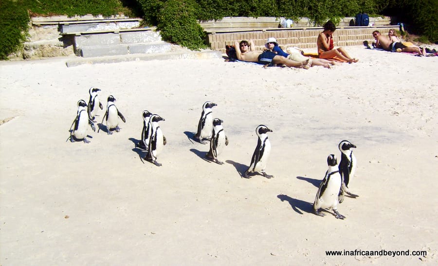 Penguins walking at Boulders Beach