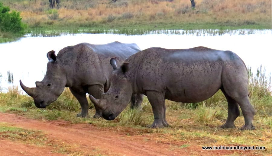 Wildlife in Botswana