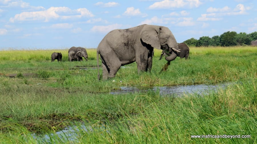 Wildlife in Botswana